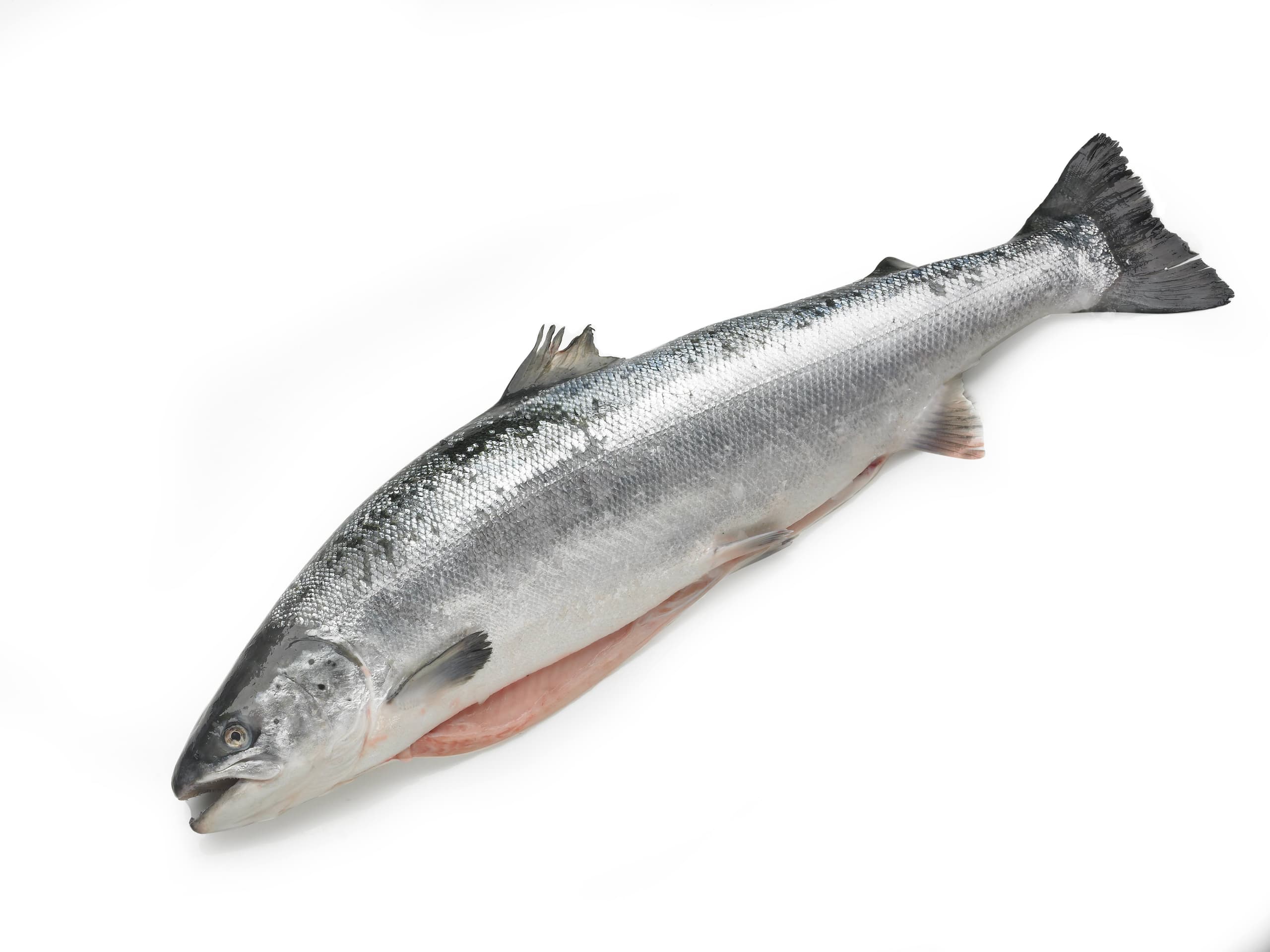 Zalm Noors, heel - 3 á 4 kilo