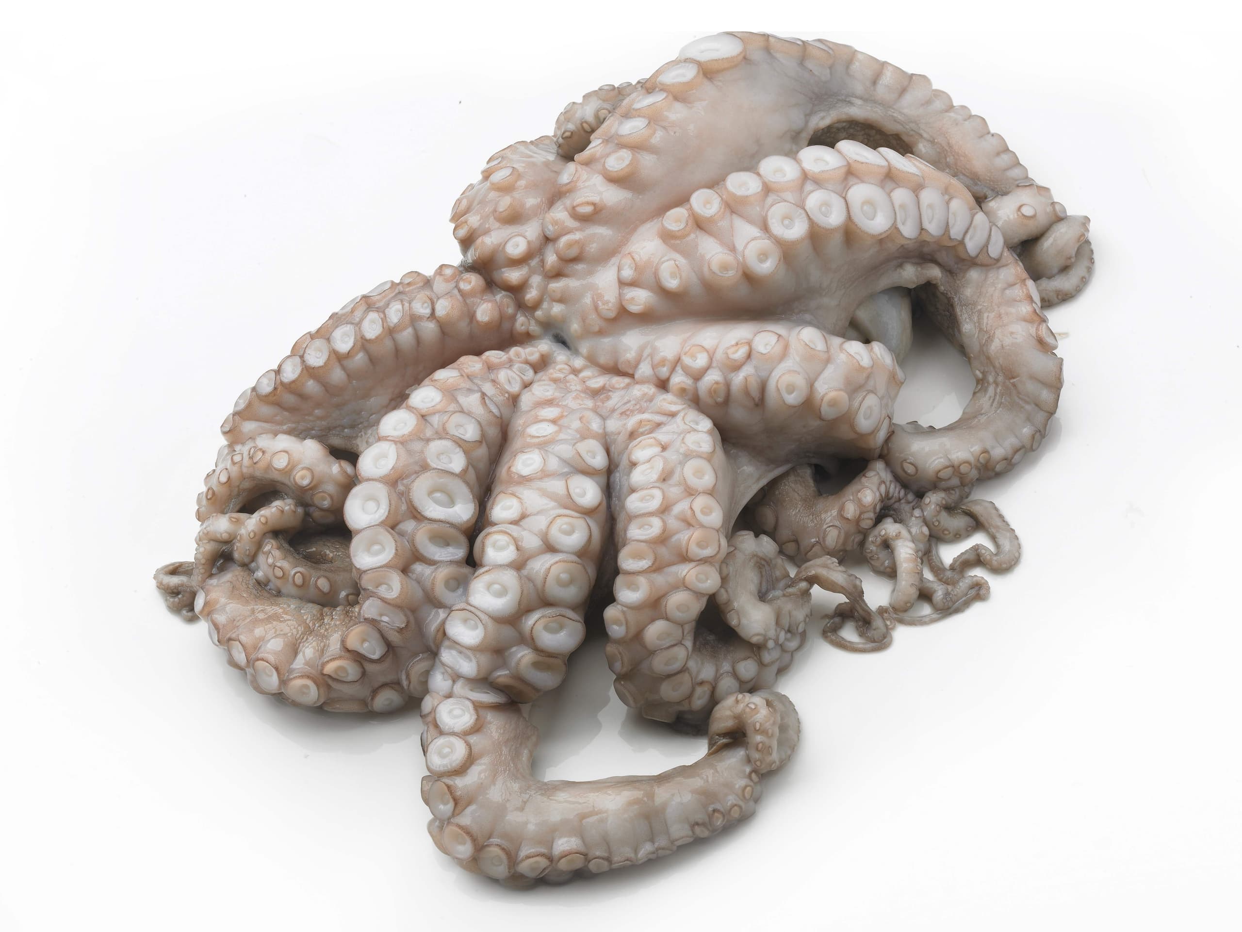 Octopus, heel