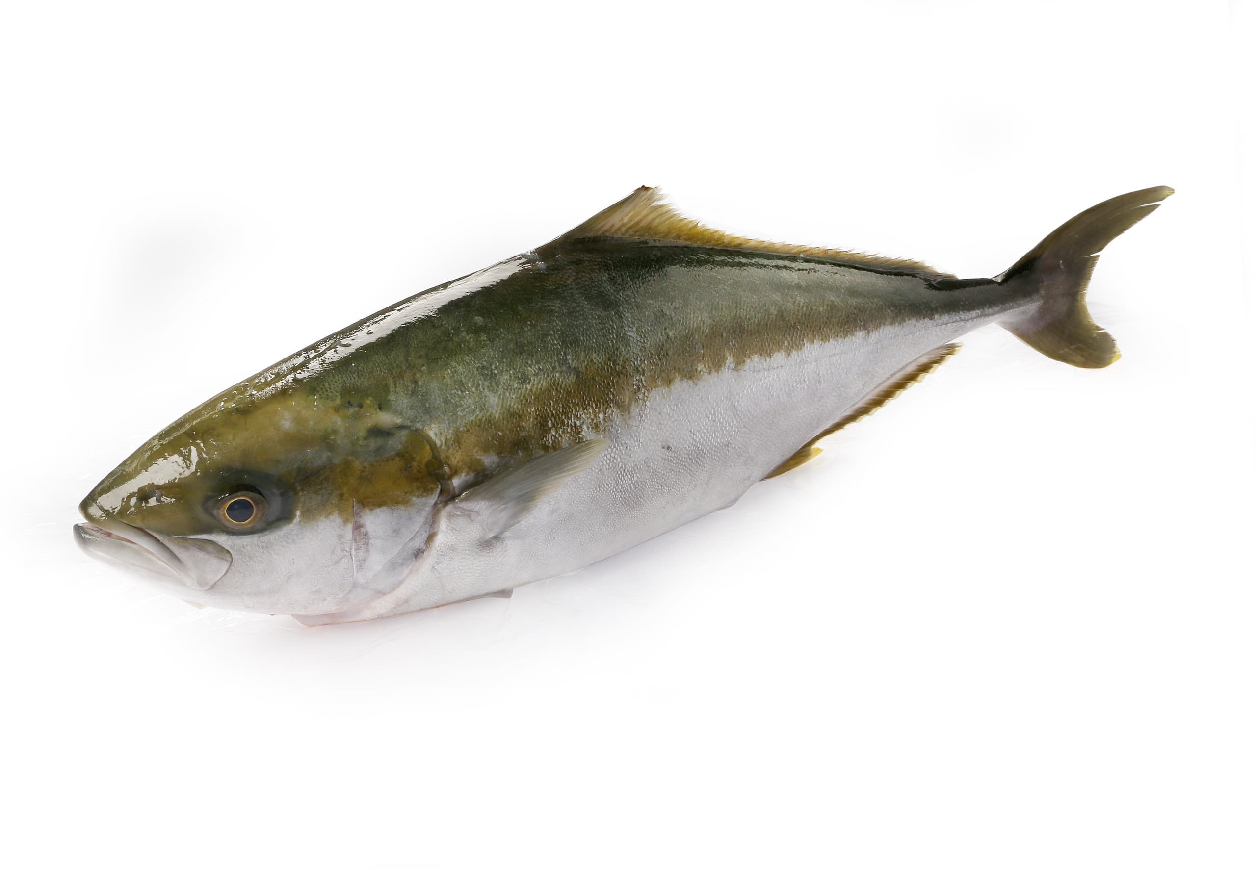 Dutch Yellowtail, filet