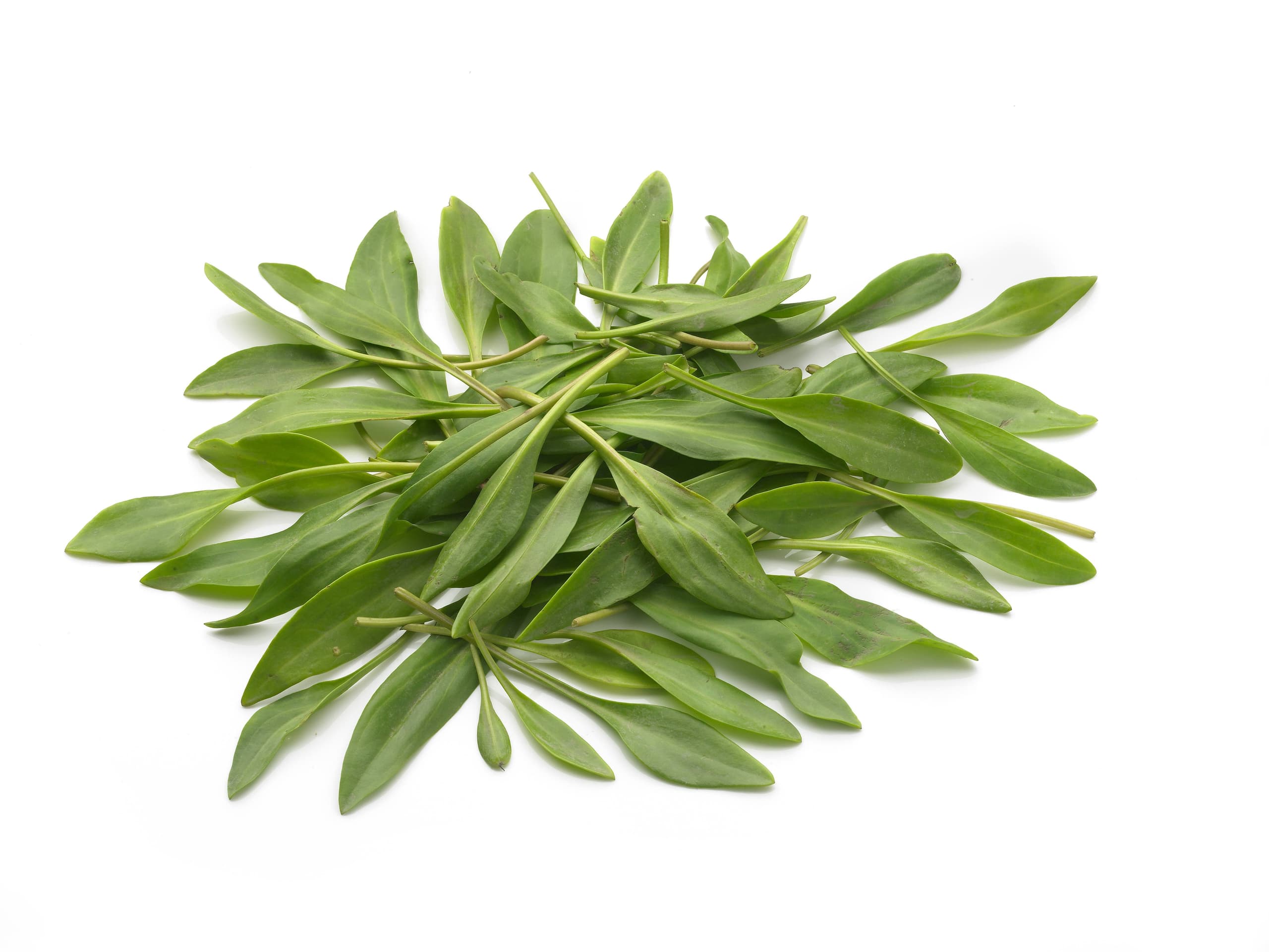 Lamsoren