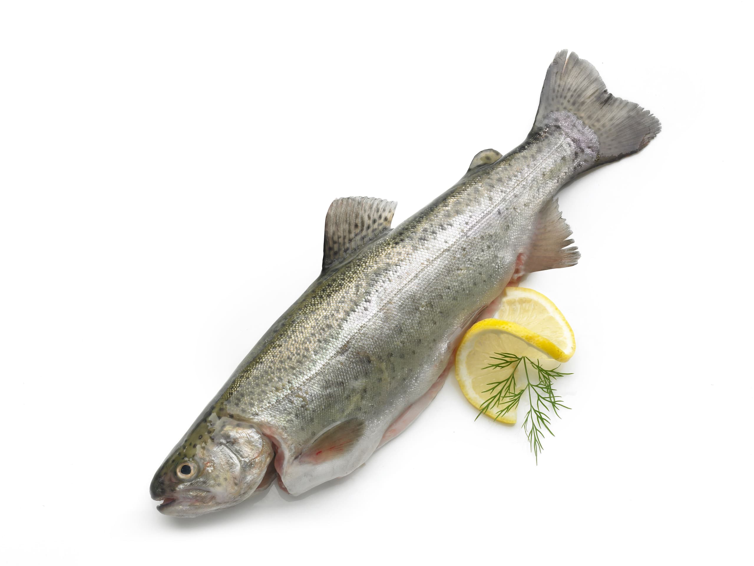 Forel, heel - 275 gram