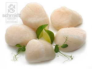 Coquillevlees