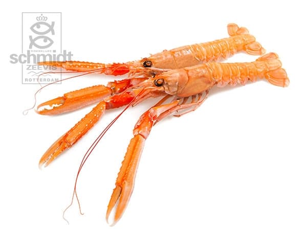 Langoustines, klein